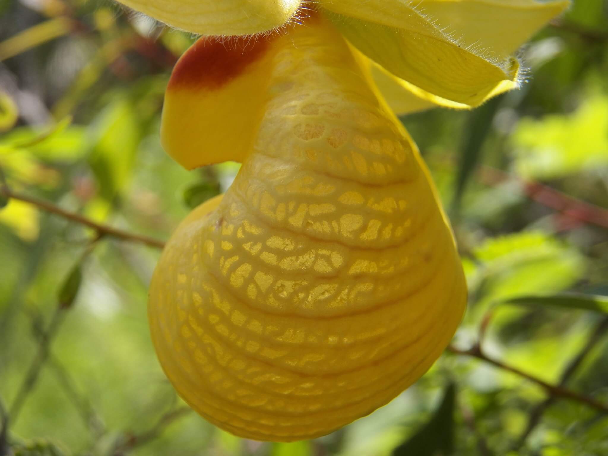 Cypripedium irapeanum